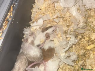 Mouse rodents Male mice - Advert 4