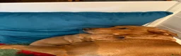 Labrador Retriever dogs for sale: Beautiful fox red Labrador pups for sale  - Advert 6