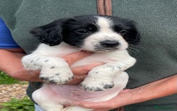Cocker Spaniel dogs for sale: KC REG FIELD TRIAL SIRED COCKER SPANIEL PUPPIES  - Image 14
