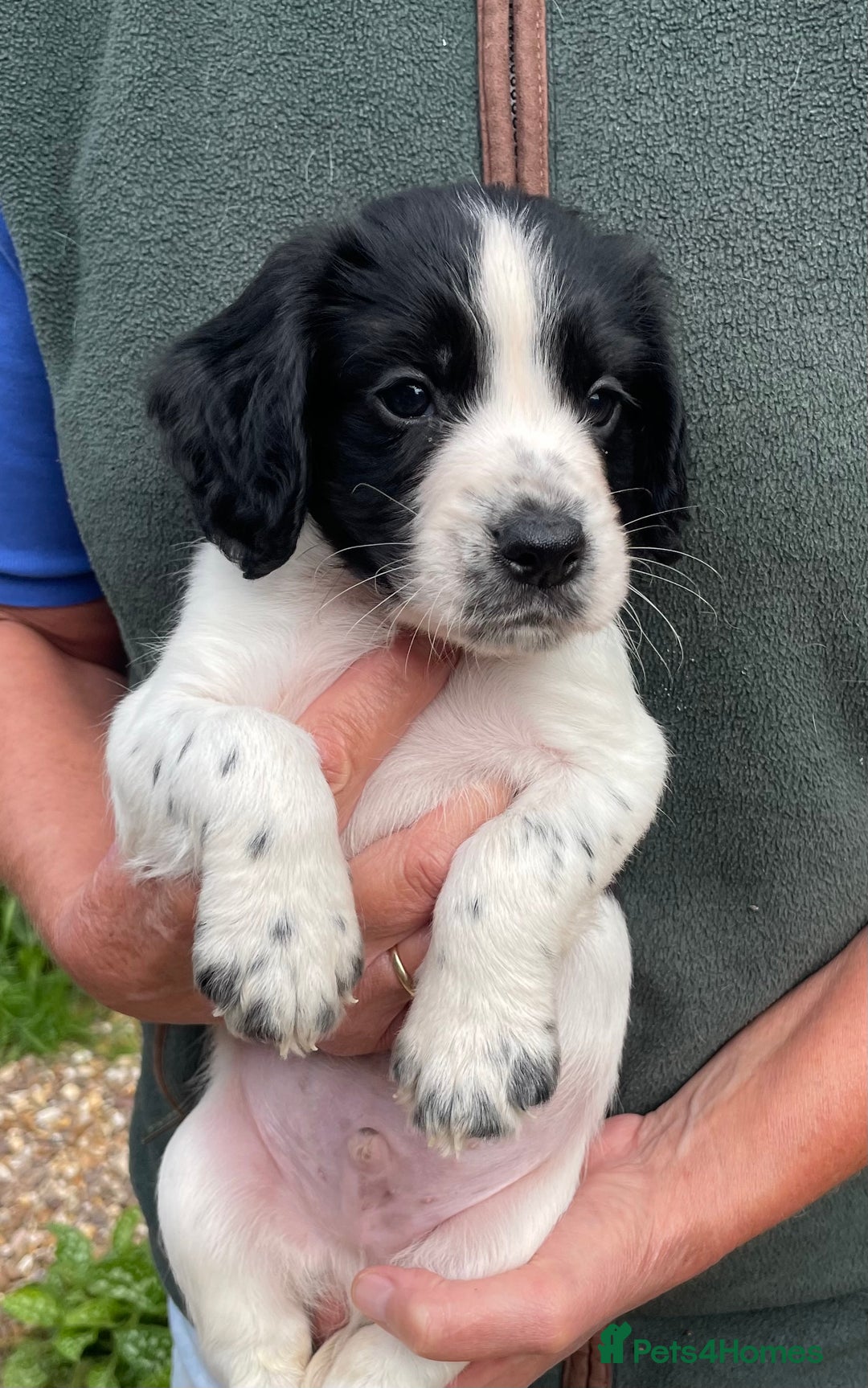 Cocker Spaniel dogs for sale: KC REG FIELD TRIAL SIRED COCKER SPANIEL PUPPIES  - Image 14