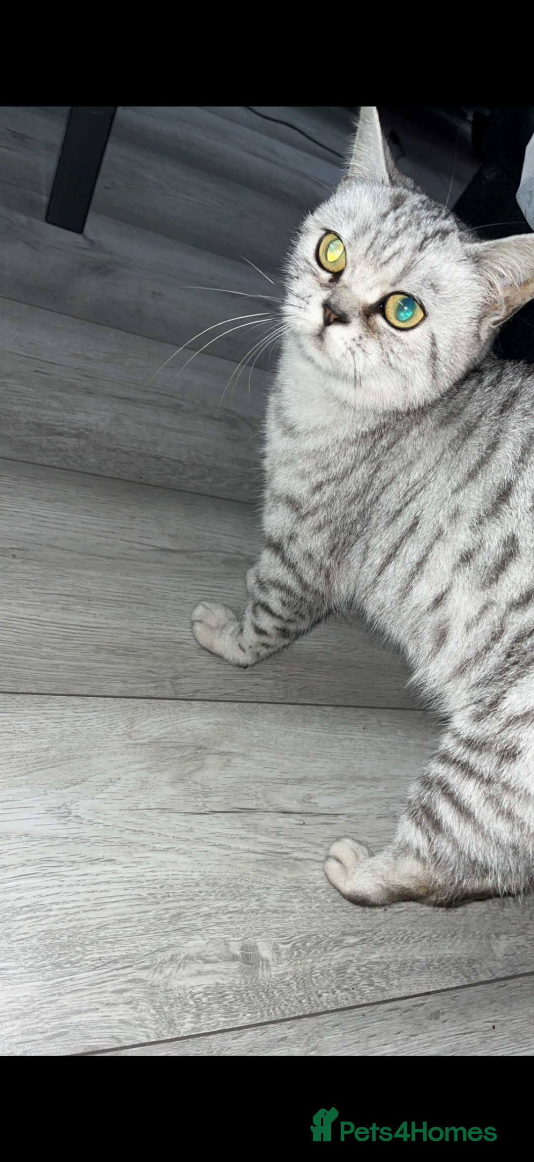 British Shorthair cats for sale: 4 beautiful tabby british shorthair kittens - Advert 9