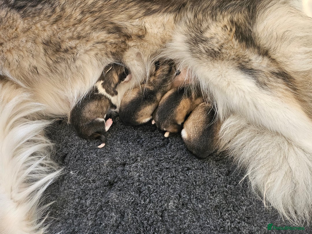 Alaskan Malamute dogs for sale: Alaskan Malamute puppies  - Image 10