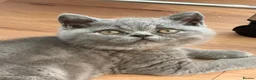 British Shorthair cats for sale: Ready to leave pedigree BSH kittens - Advert 16