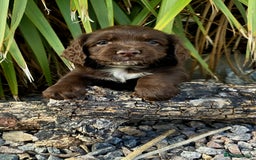 Cocker Spaniel dogs for sale: WORKING dna clear cocker spaniels  - Image 4
