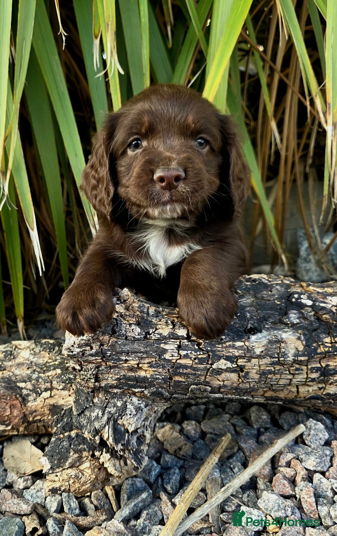 Cocker Spaniel dogs for sale: WORKING dna clear cocker spaniels  - Image 4