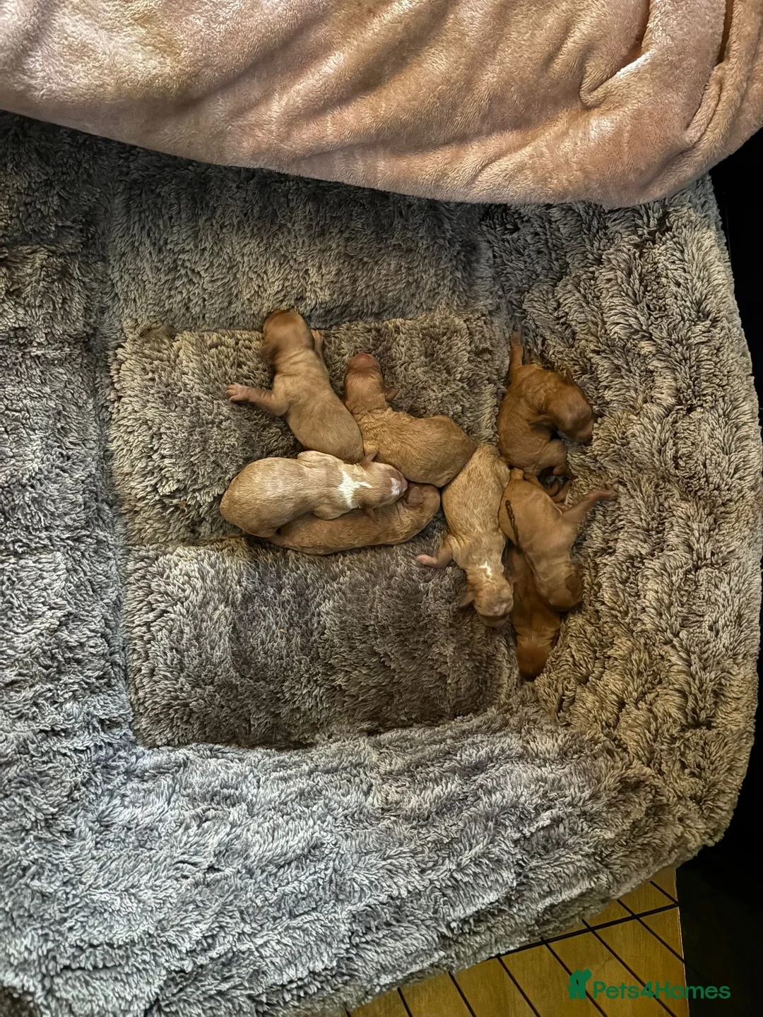 Cockapoo dogs for sale: Cockapoo puppies - Advert 3