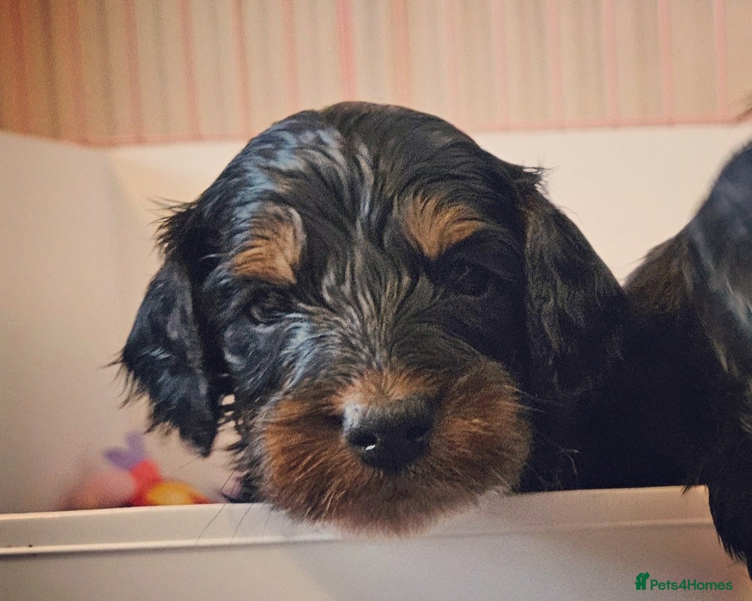 Cockapoo dogs Licensed insured breeder! Show-type cockapoo boys - Advert 1