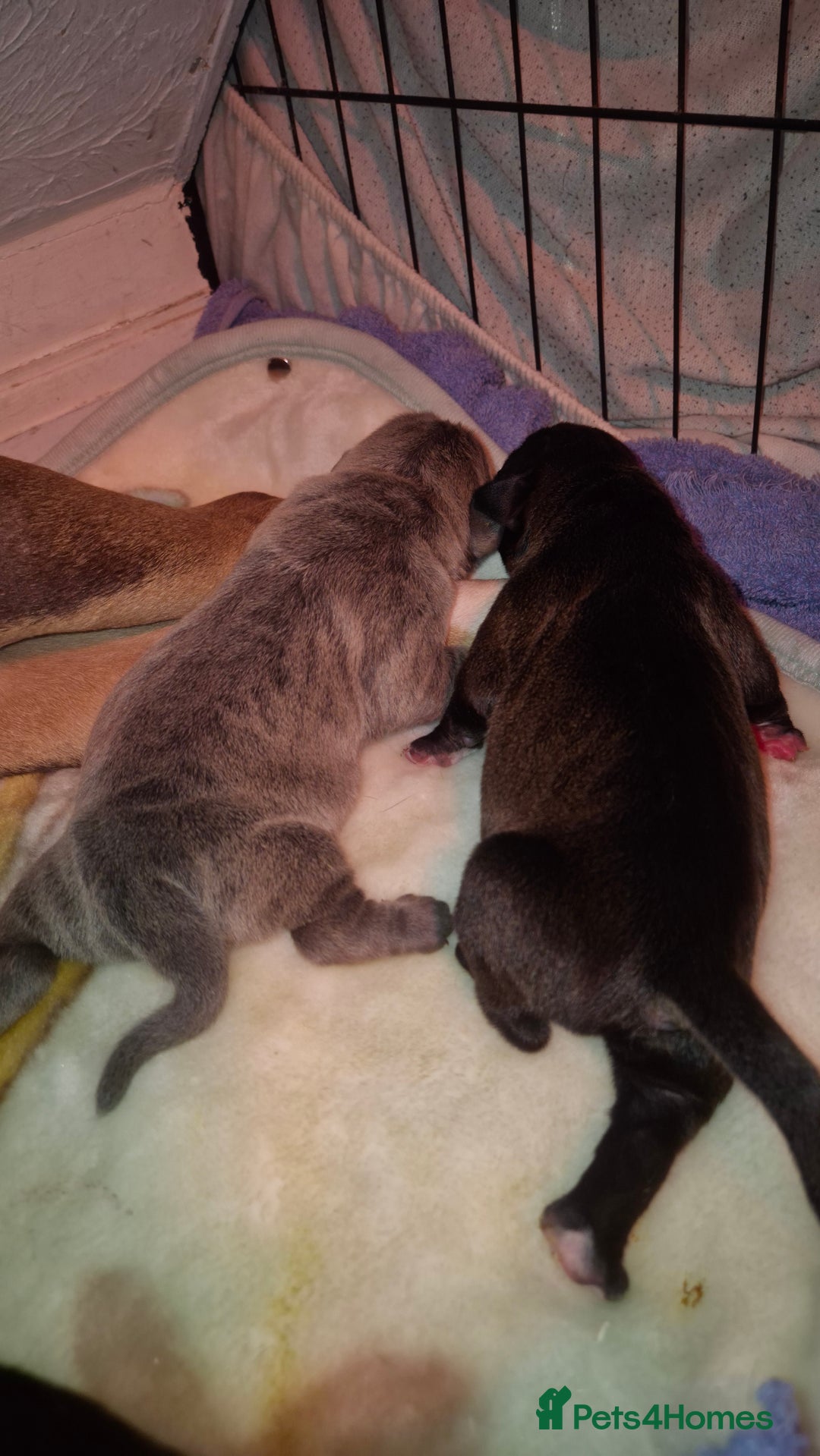 Mixed Breed dogs for sale: Nice pups  - Advert 2