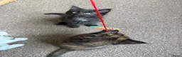 Mixed Breed cats for sale: 4 lovely little kittens - Advert 11