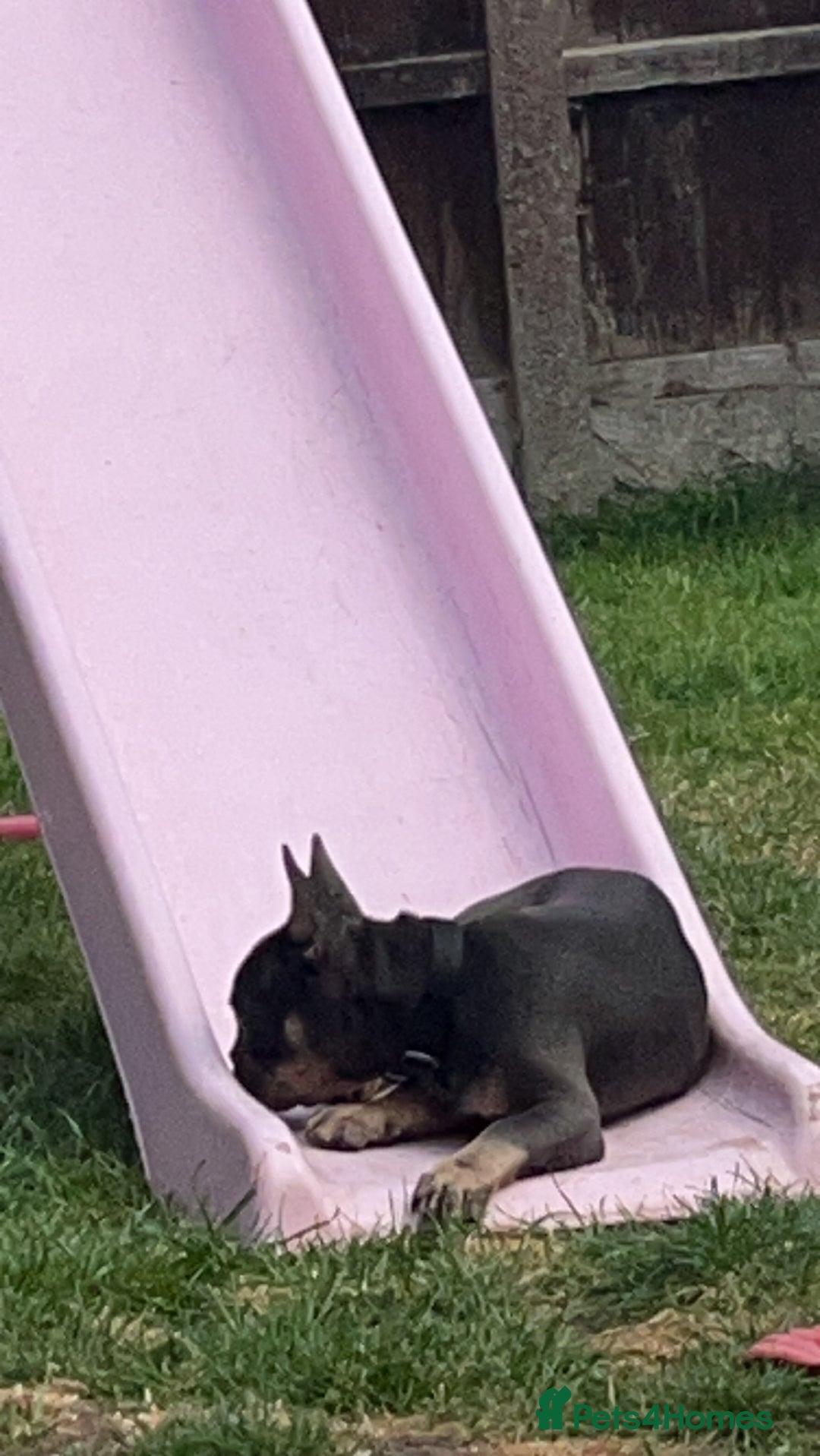 French Bulldog dogs for sale: 2 year old male, name is Blue - Image 17