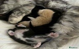 Maine Coon cats for sale: Maine coon x kittens  - Advert 11