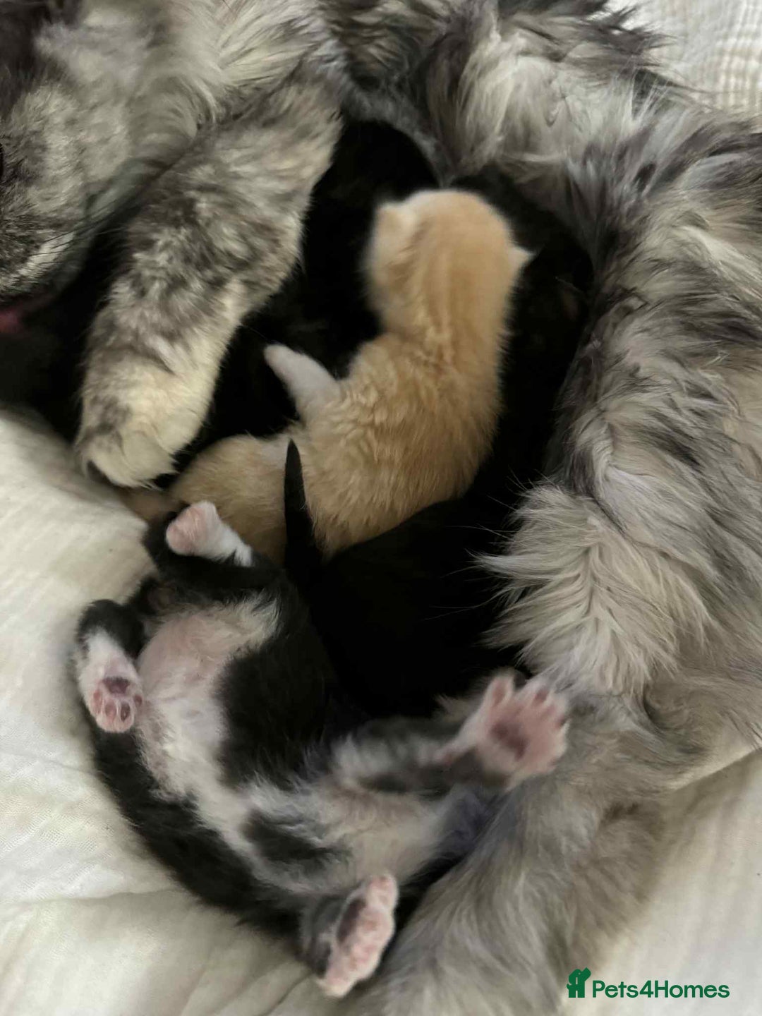 Maine Coon cats for sale: Maine coon x kittens  - Advert 11