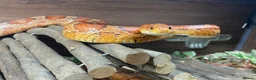Corn Snake reptiles for sale: Simon the Cornsnake - Advert 1