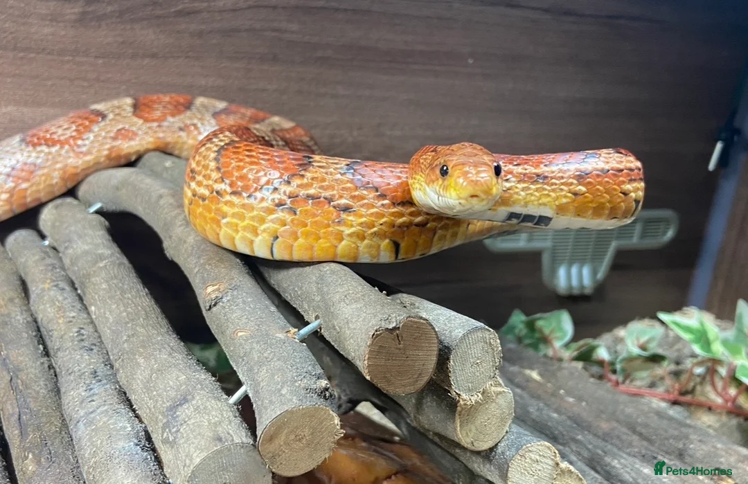 Corn Snake reptiles for sale: Simon the Cornsnake - Advert 1