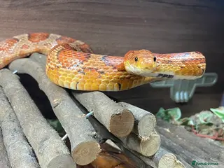 Corn Snake reptiles Simon the Cornsnake - Advert 1