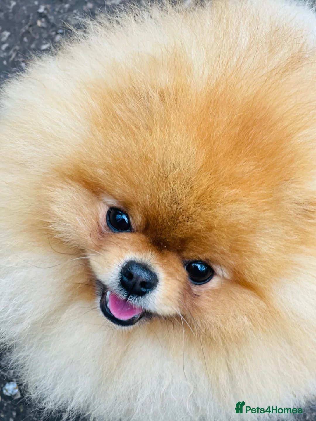 Pomeranian dogs for stud: Pomerian Stud dog Top Top Quality-teddy face boy in Deeside - Advert 5