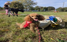 Toy Poodle dogs for stud: Stunning KC poodle stud in Reading - Image 2