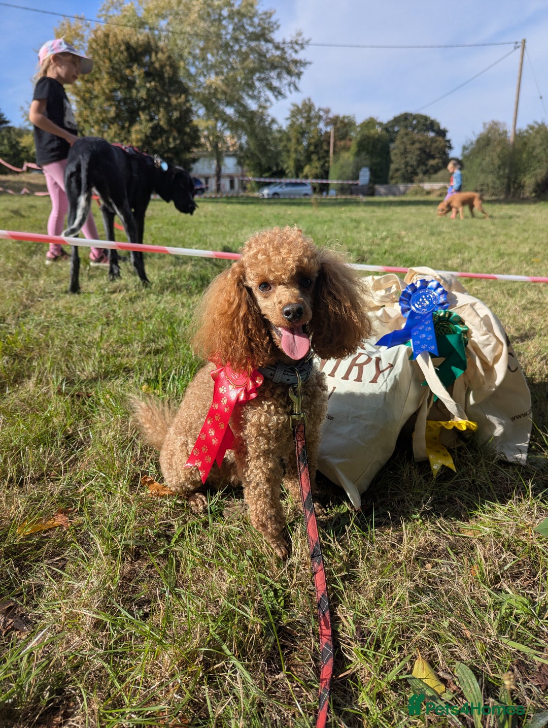 Toy Poodle dogs for stud: Stunning KC poodle stud in Reading - Image 2