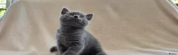 British Shorthair cats for sale: British short hair kittens  in Upminster - Advert 6