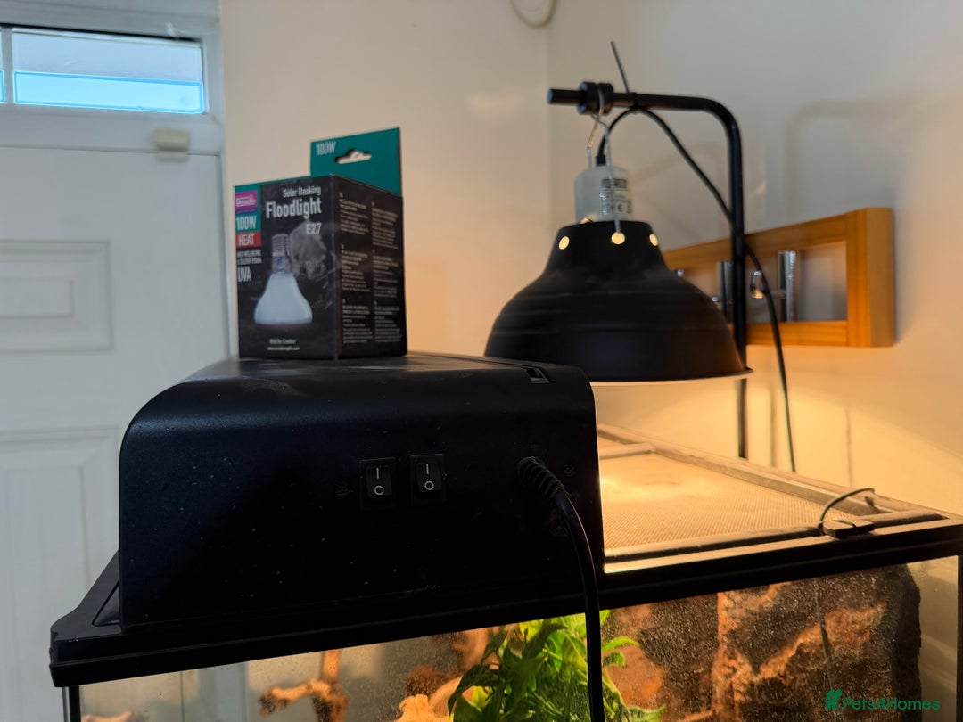 Gecko reptiles for sale: Male Moro Leachie Gecko With Set Up  - Advert 7