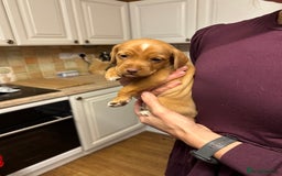 Cocker Spaniel dogs for sale: READY SOON! Working Cocker Spaniel mix Puppies  - Image 19