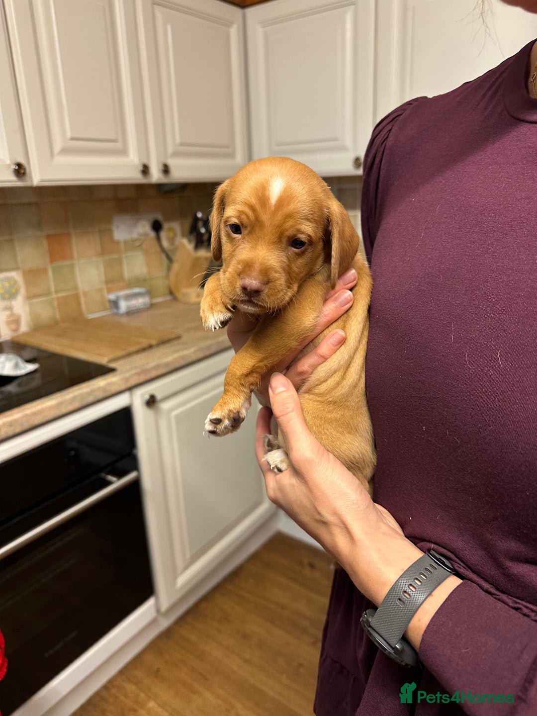 Cocker Spaniel dogs for sale: READY SOON! Working Cocker Spaniel mix Puppies  - Image 19