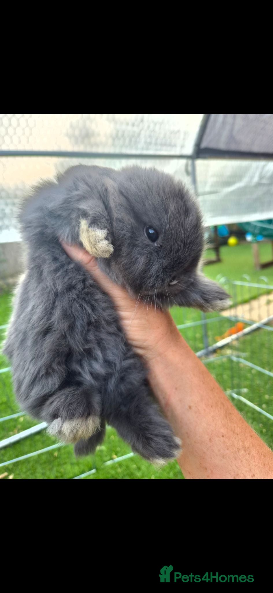 Mini Lion Lop rabbits Beautiful lop and lion head - Advert 2
