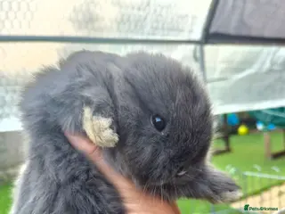 Mini Lion Lop rabbits Beautiful lop and lion head - Advert 2