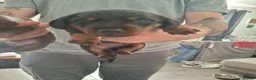 Dachshund dogs for sale: Dachshund  - Advert 5