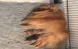 Pomeranian dogs for sale: Mini Pomeranians - Image 8