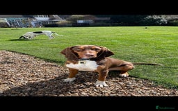 Mixed Breed dogs for adoption: Nacho - goofy Sabueso Hound for adoption - Image 3