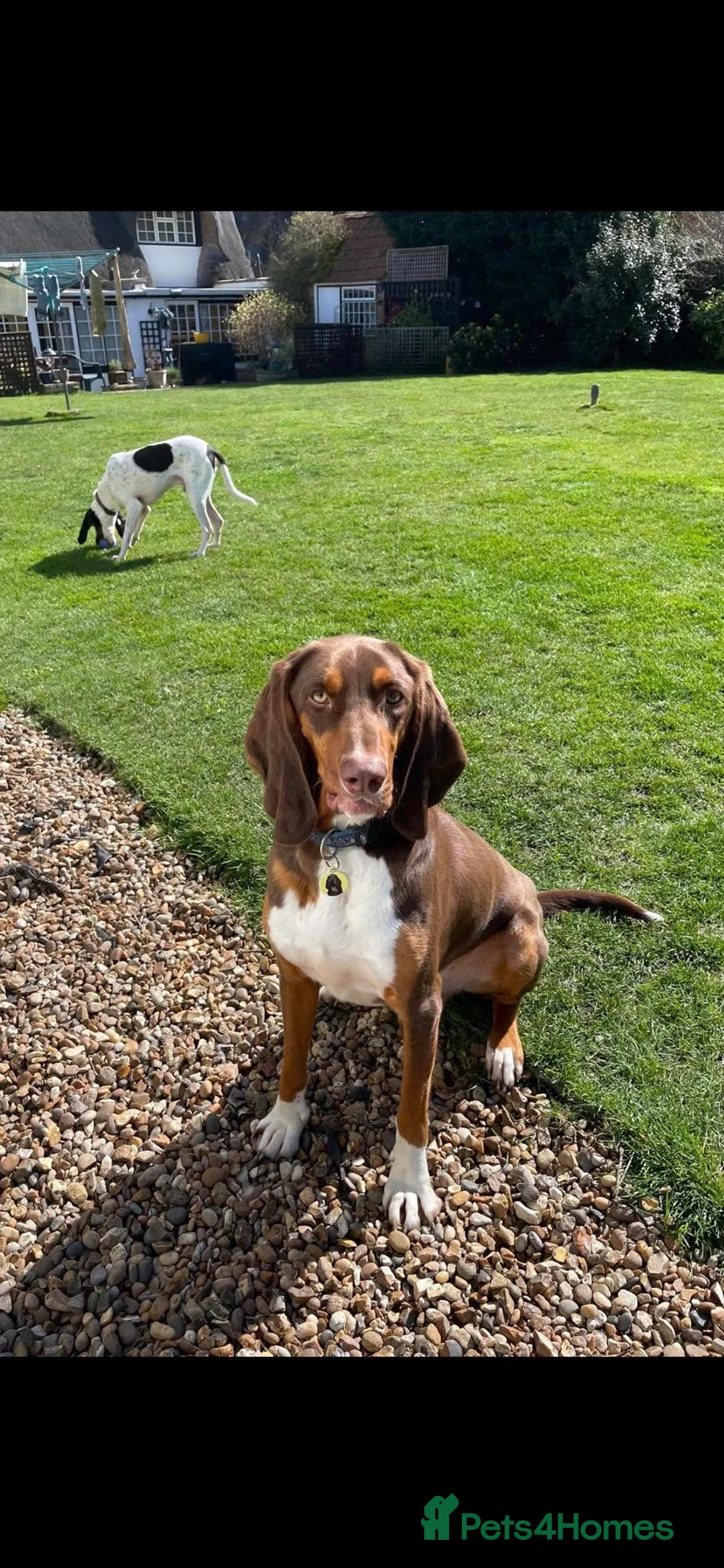 Mixed Breed dogs for adoption: Nacho - goofy Sabueso Hound for adoption - Advert 3