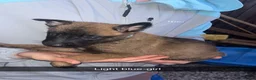 Belgian Shepherd Dog dogs for sale: Belgium malinos cross Dutch Herder puppies  - Advert 10