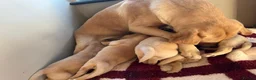 Labrador Retriever dogs for sale: Labrador retriever  - Advert 4