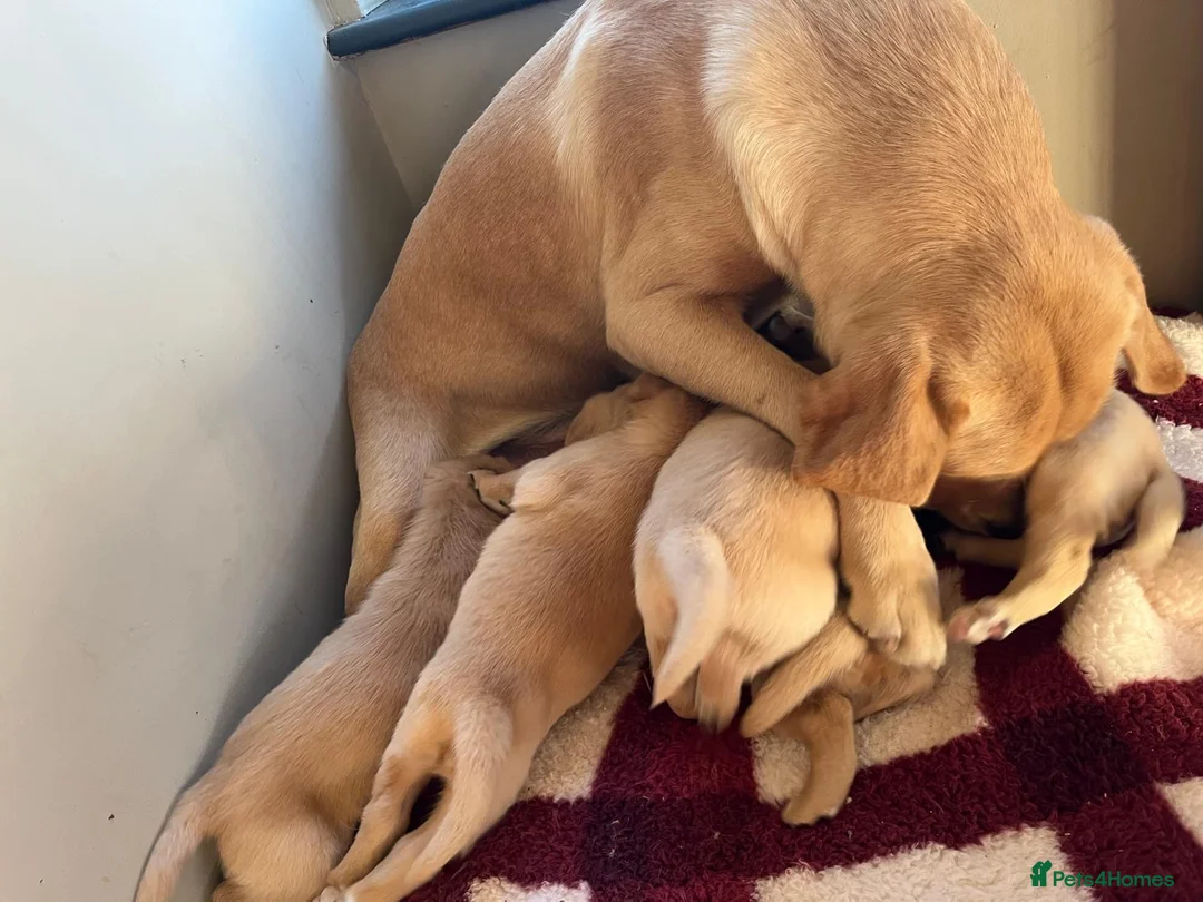 Labrador Retriever dogs for sale: Labrador retriever  - Advert 4