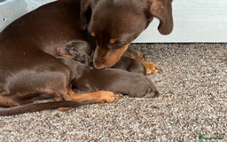 Miniature Dachshund dogs for stud: Proven, KC, PRA clear, tested Miniature Dachshund in Hinckley - Image 18