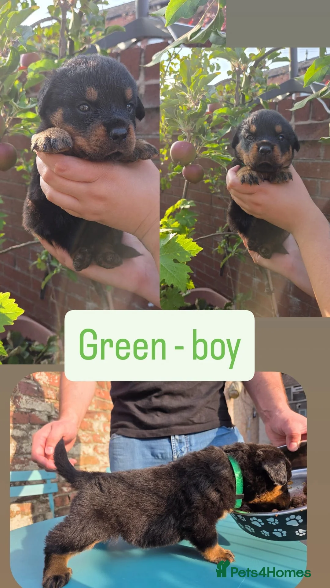 Rottweiler dogs for sale: 🐶PREMIUM ROTTWEILERS. ADRK GERMAN BLOODLINES 🇩🇪 - Advert 2