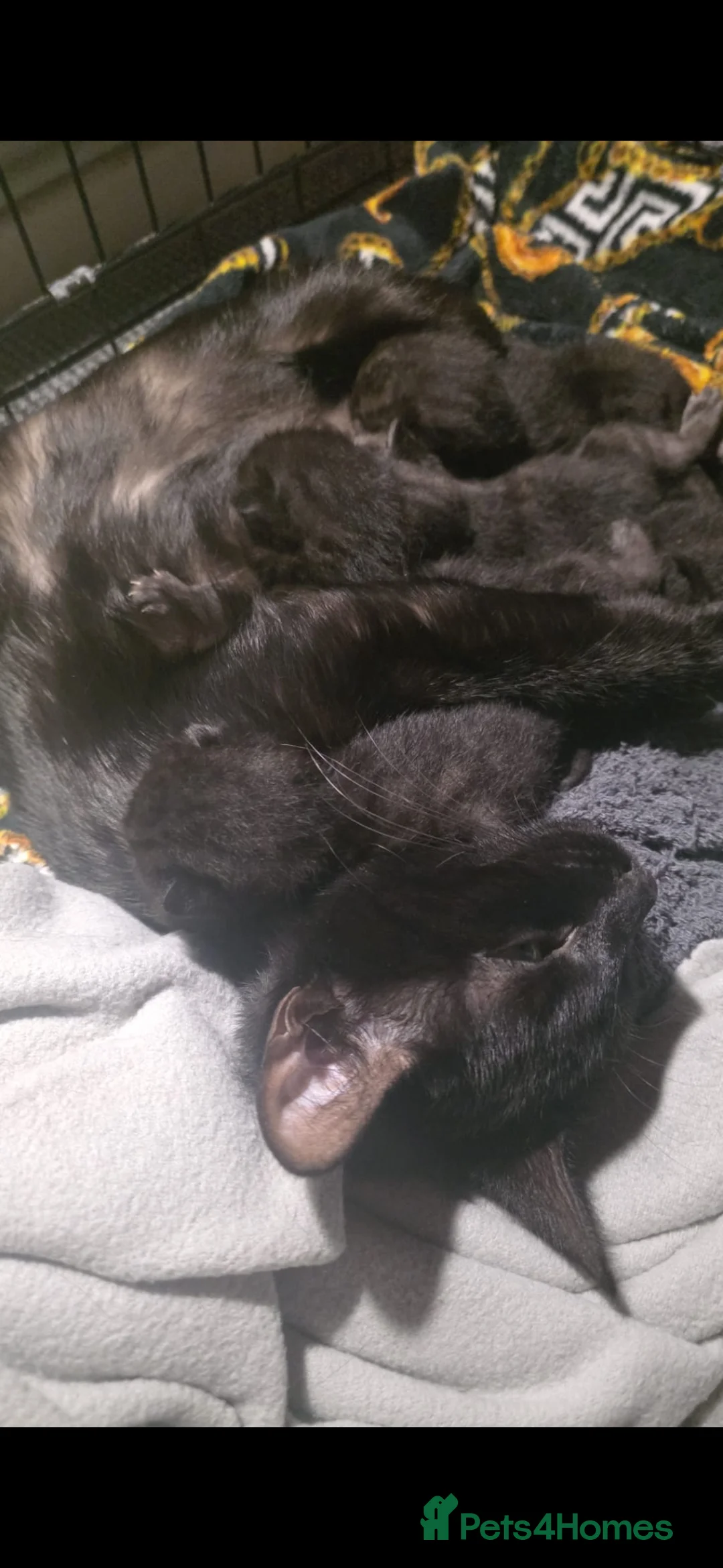 Mixed Breed cats for sale: Black kittens with grey markings  in Barry - Advert 2