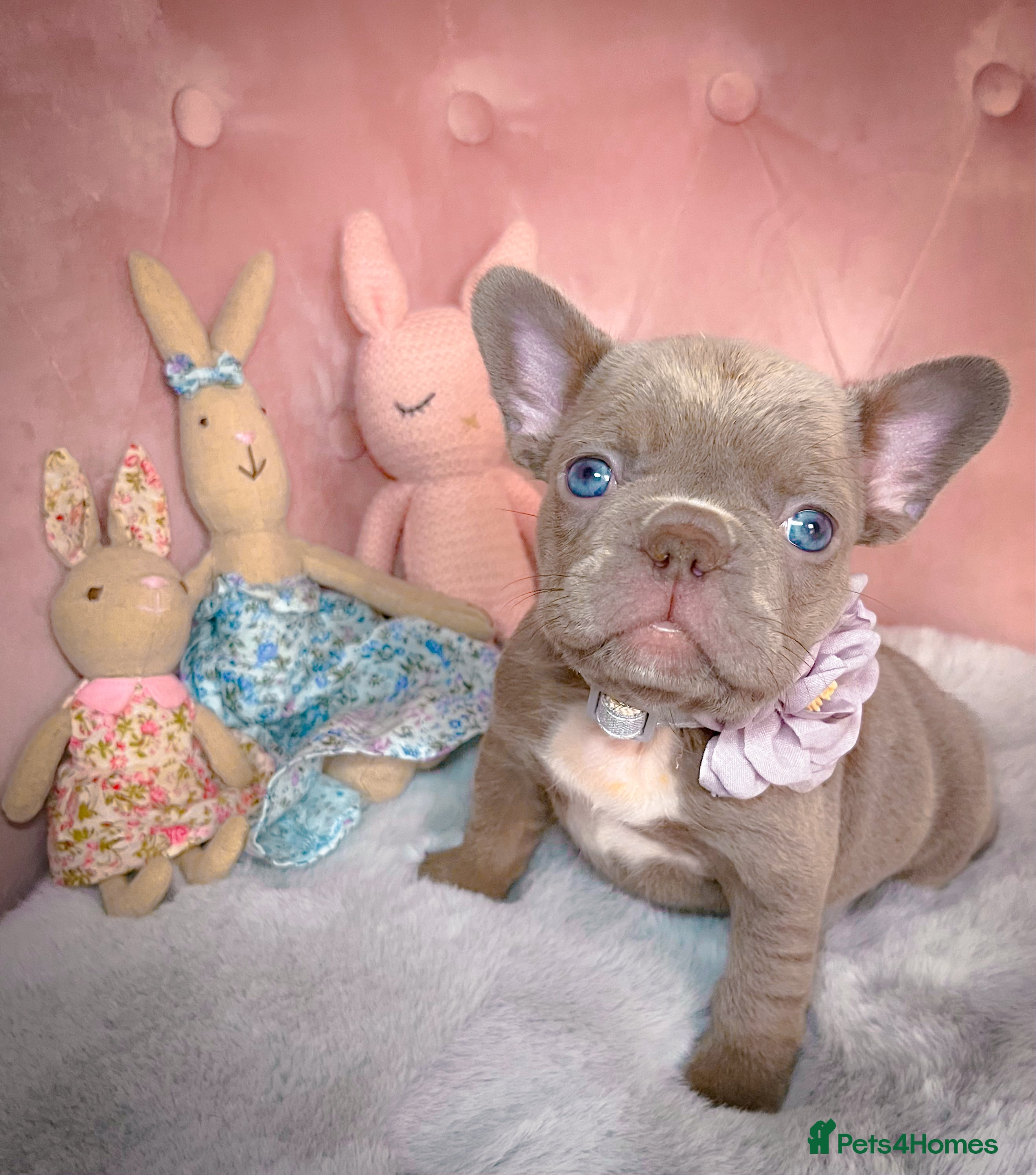 French Bulldog dogs 🌸READY TO GO Blue,New Shade🌸 - Advert 2