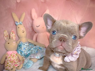 French Bulldog dogs 🌸Isabella,Rojo,Lilac,Blue,Chocolate🌸 - Advert 8