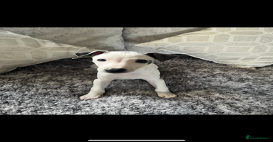 Whippet dogs - Advert 9