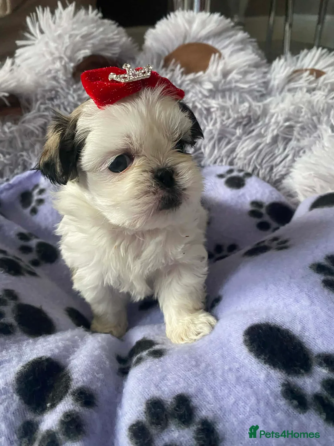 Malshi dogs for sale: 5 Mini Malshi Puppy For Sale in Leeds - Advert 22