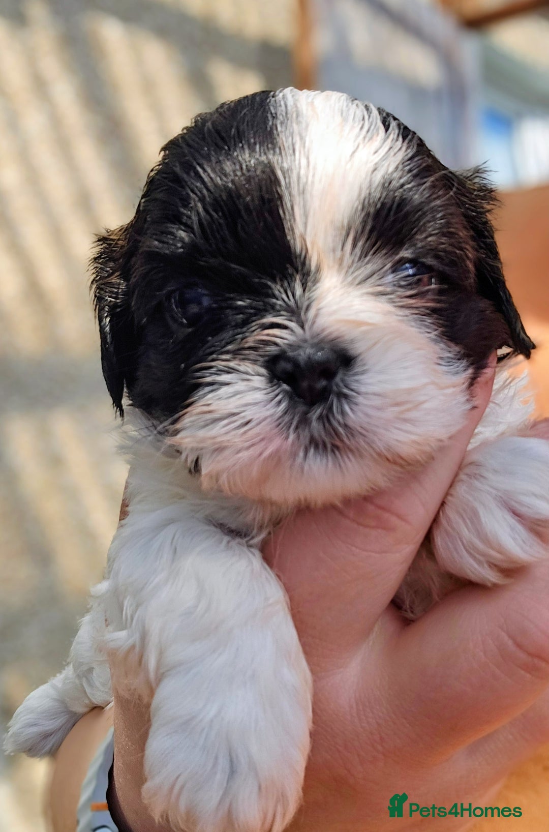 Shih Tzu dogs for sale: Shih Tzu girls–Licensed Breeder–Ready soon  - Image 2