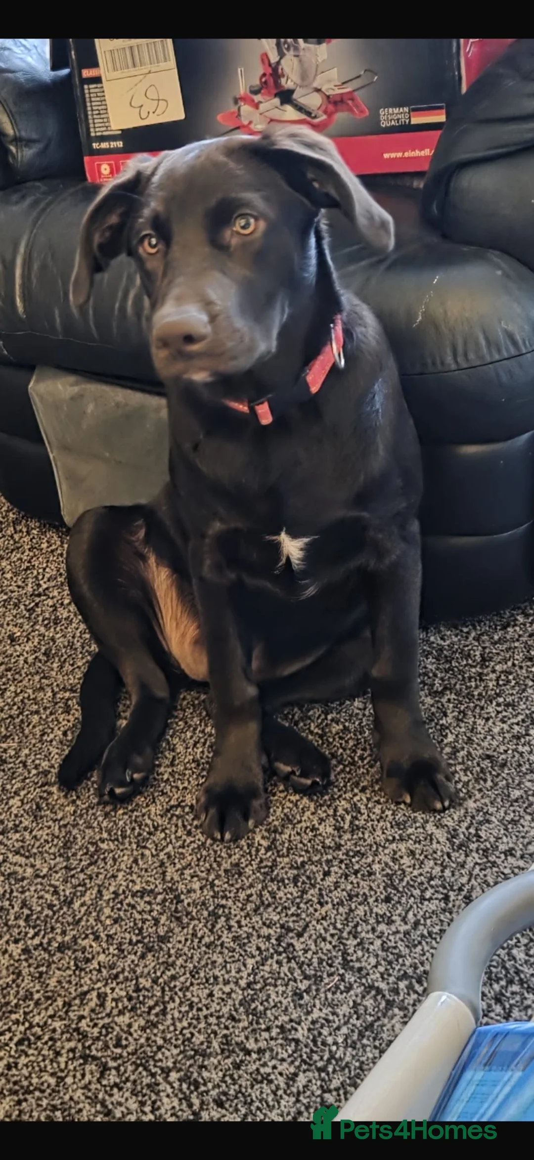 Labrador Retriever dogs for sale: Beautiful 6 month old chocolate Labrador  - Advert 3
