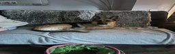 German Shepherd dogs for sale: German shepherd female  - Advert 1