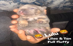 French Bulldog dogs for sale: Fluffy & testable frenchies - Image 2