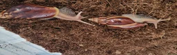 Snails invertebrates for sale: 🐌 10 Beautiful Giant African Land Snails 🐌 in Plymouth - Advert 7