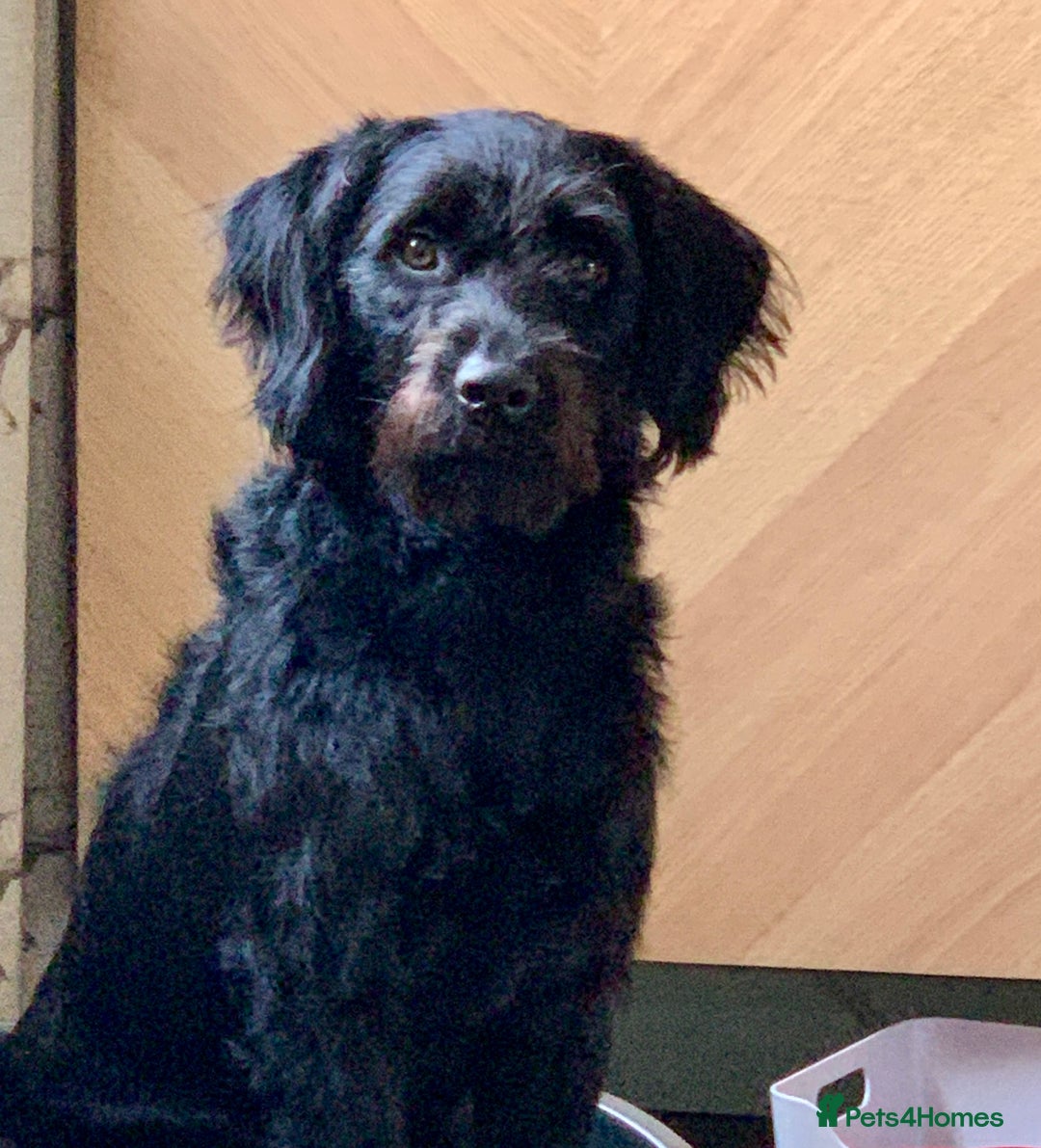 Labradoodle dogs for sale: Oscar - Labradoodle - Image 2