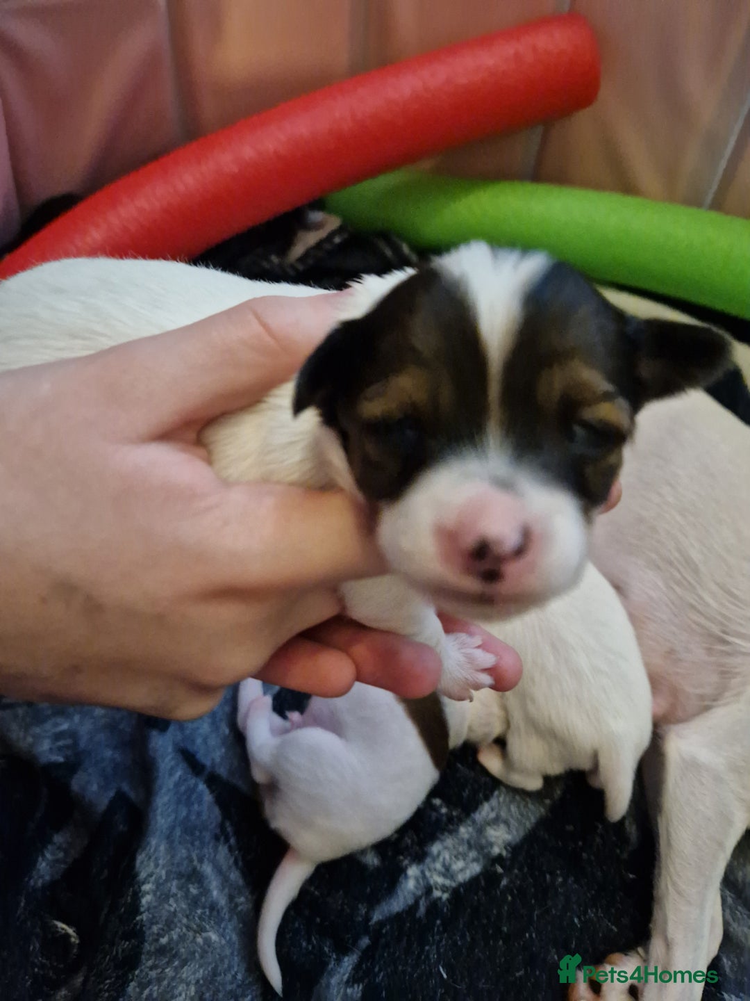 Mixed Breed dogs for sale: Jackchis - Advert 10