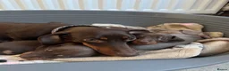 Miniature Dachshund dogs for sale: Amazing Pure Miniature Dachshund for sale!   - Advert 14